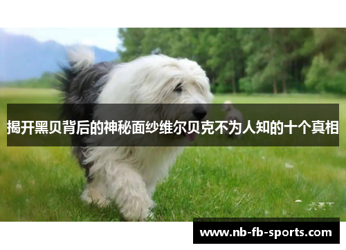 揭开黑贝背后的神秘面纱维尔贝克不为人知的十个真相 揭开黑贝背后的神秘面纱维尔贝克不为人知的十个真相